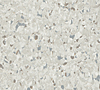 Alabaster 1600