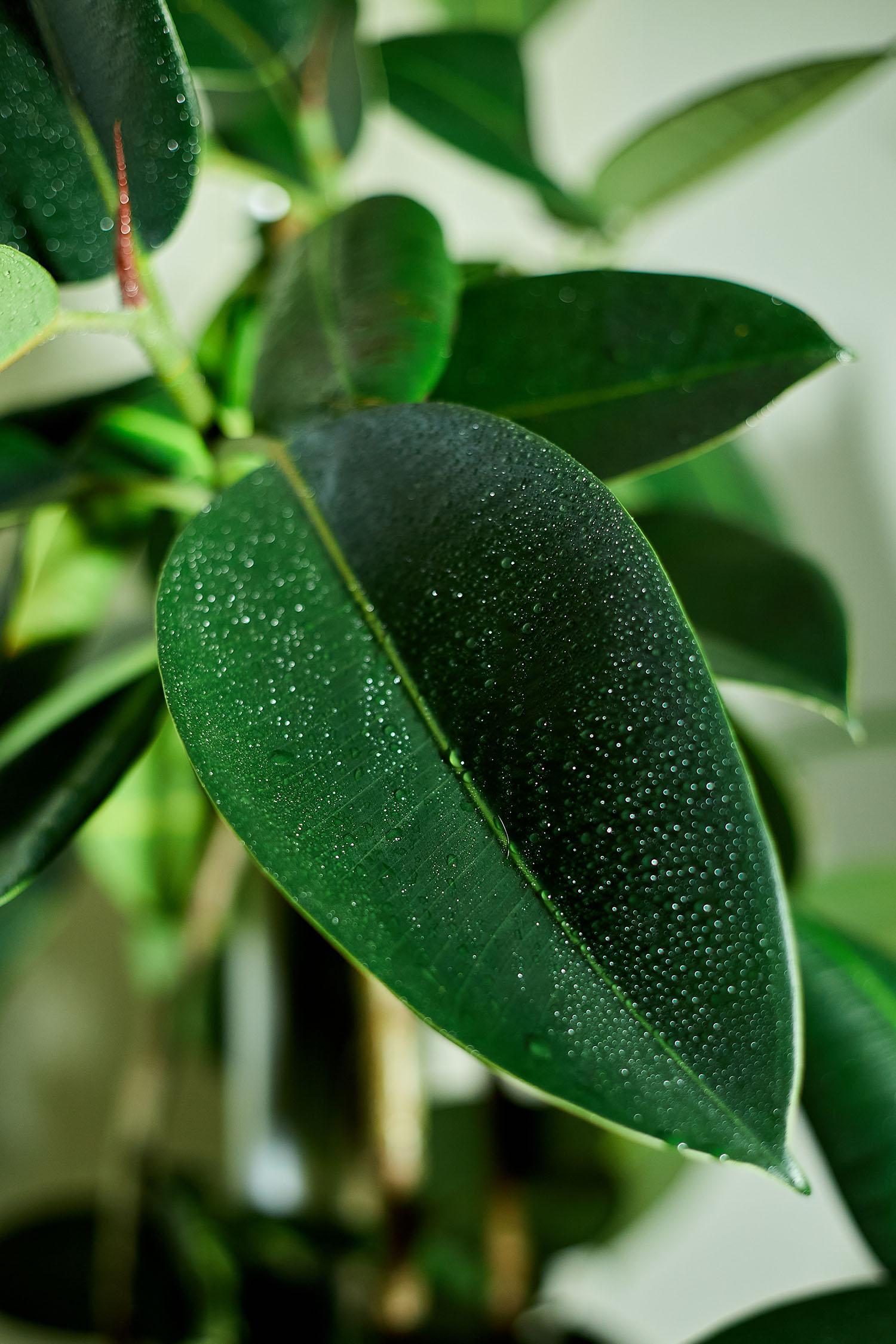 Close up Home plant Rubber Plant or Ficus Elastica wit water drop